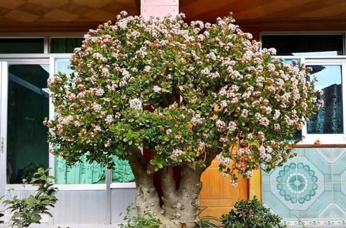 养了20年的玉树，杆子比大腿还粗，满树白花跟下雪了一样