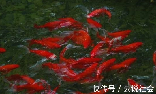 被骗|锦鲤大师挑选小锦鲤的3大秘诀,简单易懂,再也不担心被骗!