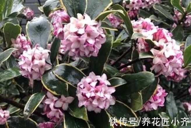 金边瑞香叶子打蔫?记住这“六怕”,叶片硬朗油亮,开花满屋香