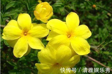 自由精神自由精神|4种福运花,自带福气好养活,好养又漂亮,一开就是300多天!