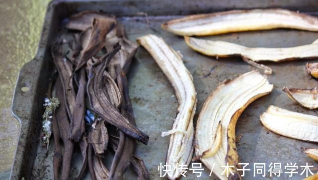 养花|香蕉皮养花,该怎么挖掘其肥力?有3种方法,第3种最得人心