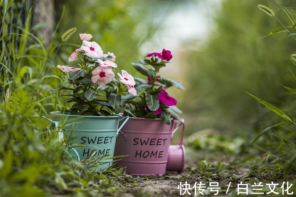 浇水|为什么你总把花养死深度剖析花草养不活的5个主要原因