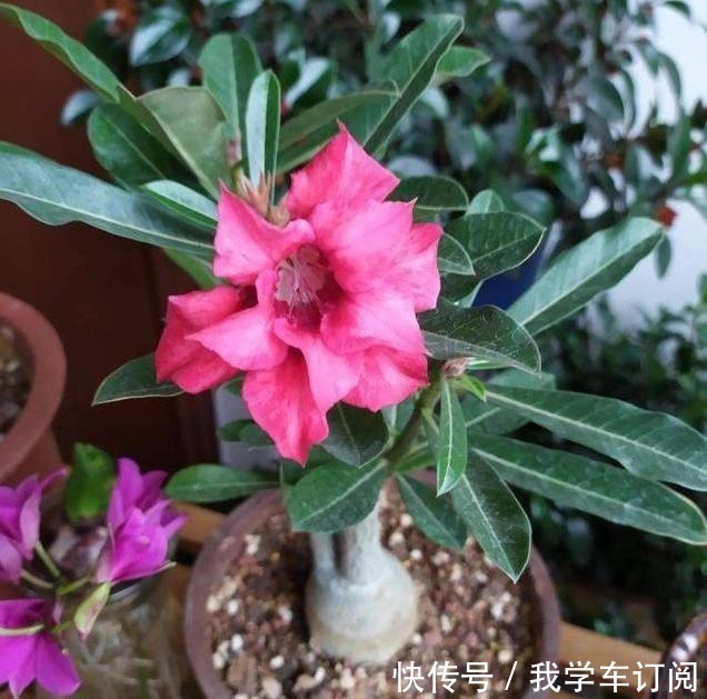 花切|养花时注意,这4种花切不可用大花盆,越小越好,长得旺盛有气质!