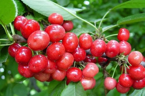  长寿|长寿老人爱吃3种食物，美容养颜、延缓衰老，身体棒棒哒！