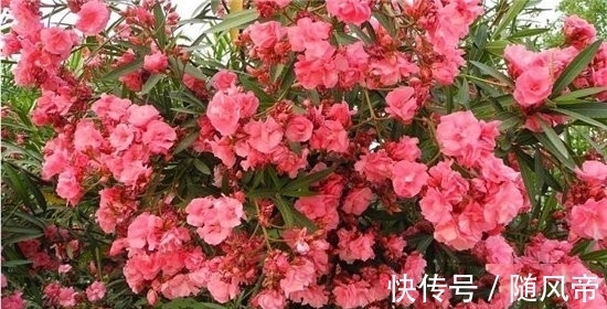 郁金香|十大不能家养的植物 最香的花可以导致神经衰弱