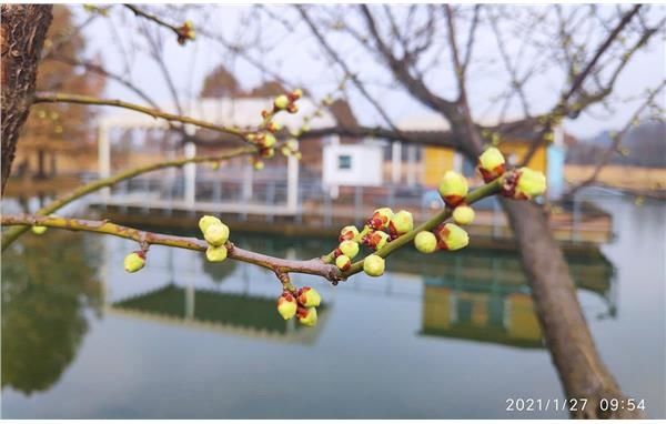 辰山植物园3500平方米梅园 满树春意蓄势待发