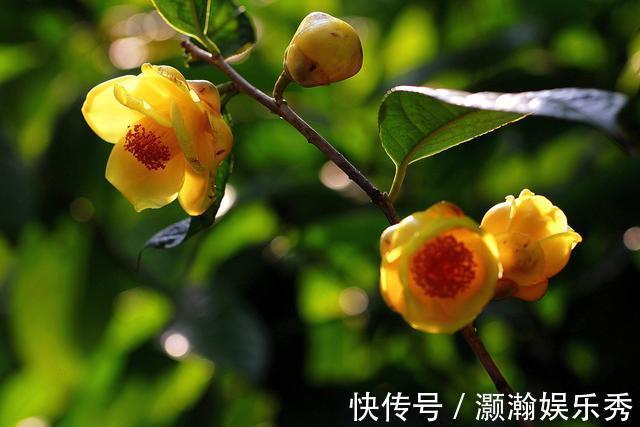 13种“昂贵花”,开花魅力无穷,可价格太高,养得起的人非富即贵