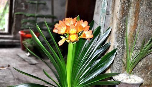 土壤|君子兰长得慢,一年也见不到2片新叶,用个技巧长得飞快,亮又大