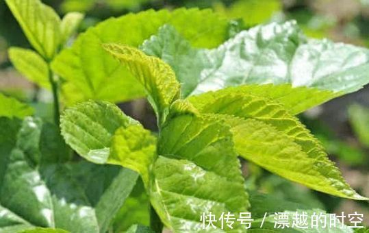 心脑血管|人到中年,血液越来越稠,常见一味“叶子”泡着喝,血栓绕道走!