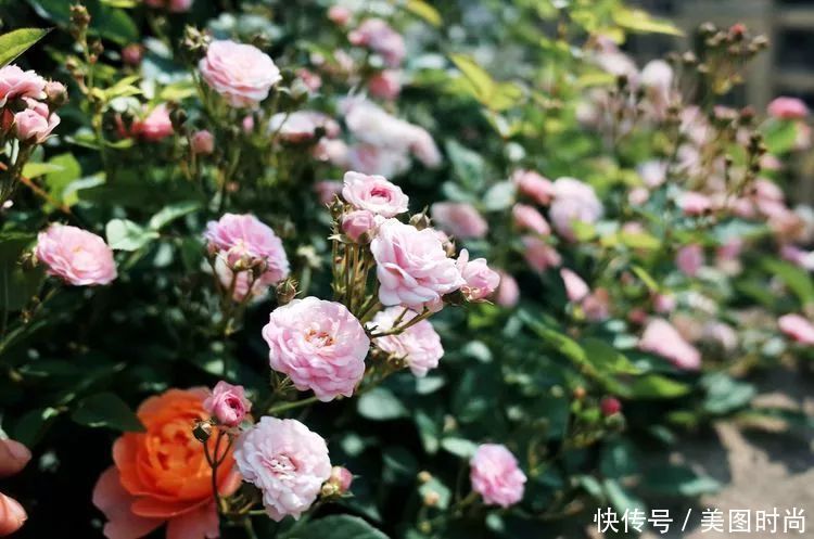 130㎡大露台,花1年改造成“花草蔬果园”,体验屋顶上的田园生活