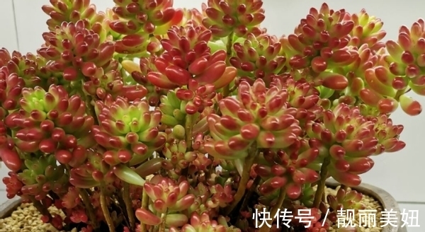盆栽多肉不想土结块就用这“渣”作弊,方便储存空气、排泄积水