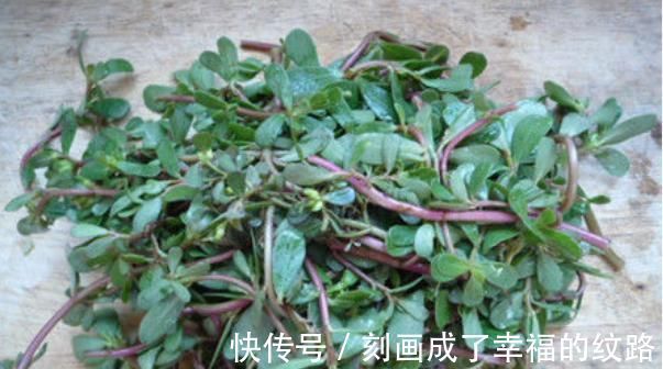肠风热毒|农村遍地生长的十大野菜，浑身都是宝，降三高防癌，城里人抢着吃