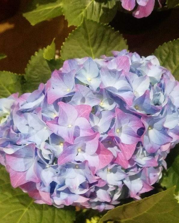 树荫下养点花,这4种花都耐阴,开花也超美