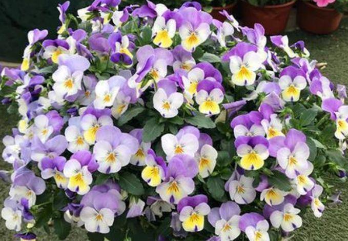 适合冬天养护的花卉,开花爆盆很简单,满树都是花朵