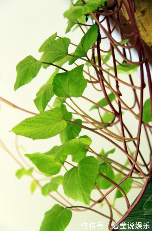 盆栽|1斤叶子顶得上人参！自家在家盆栽一盆天天摘着吃！