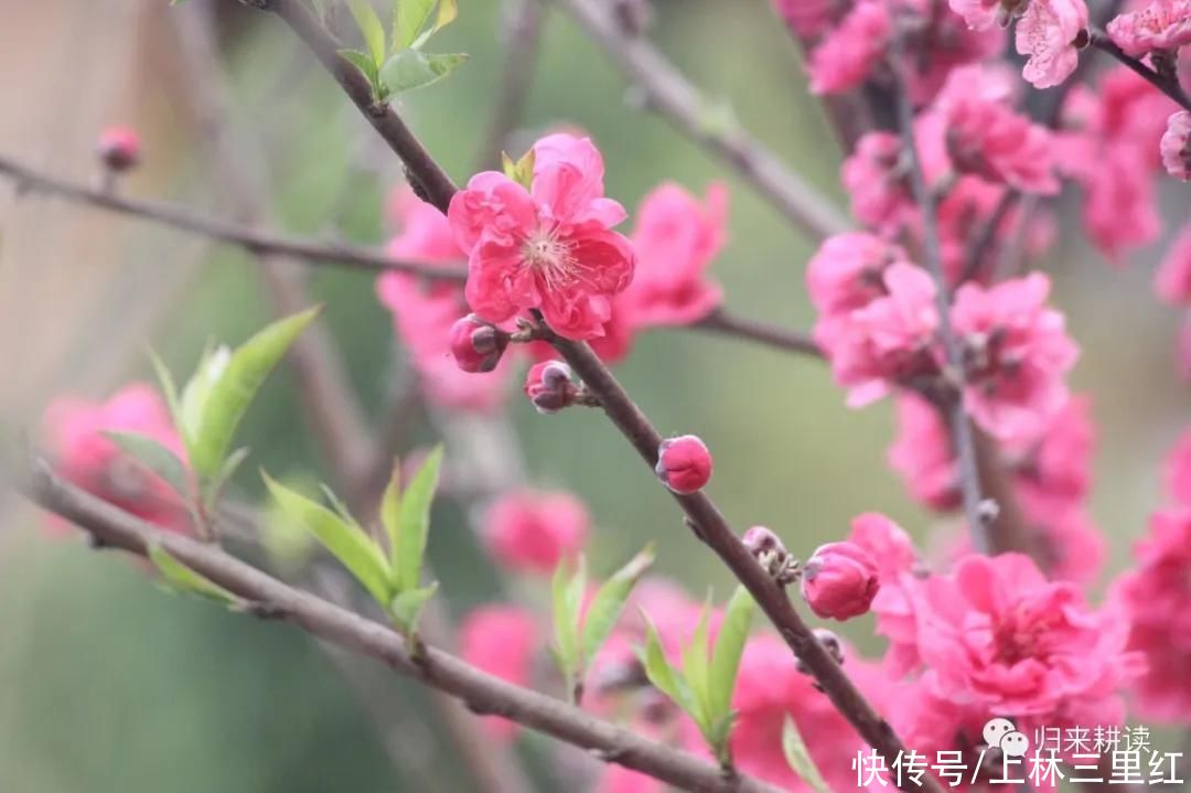 民宿在上林大明山花似锦，俱是看花人，马槽庄民宿处处是观景台