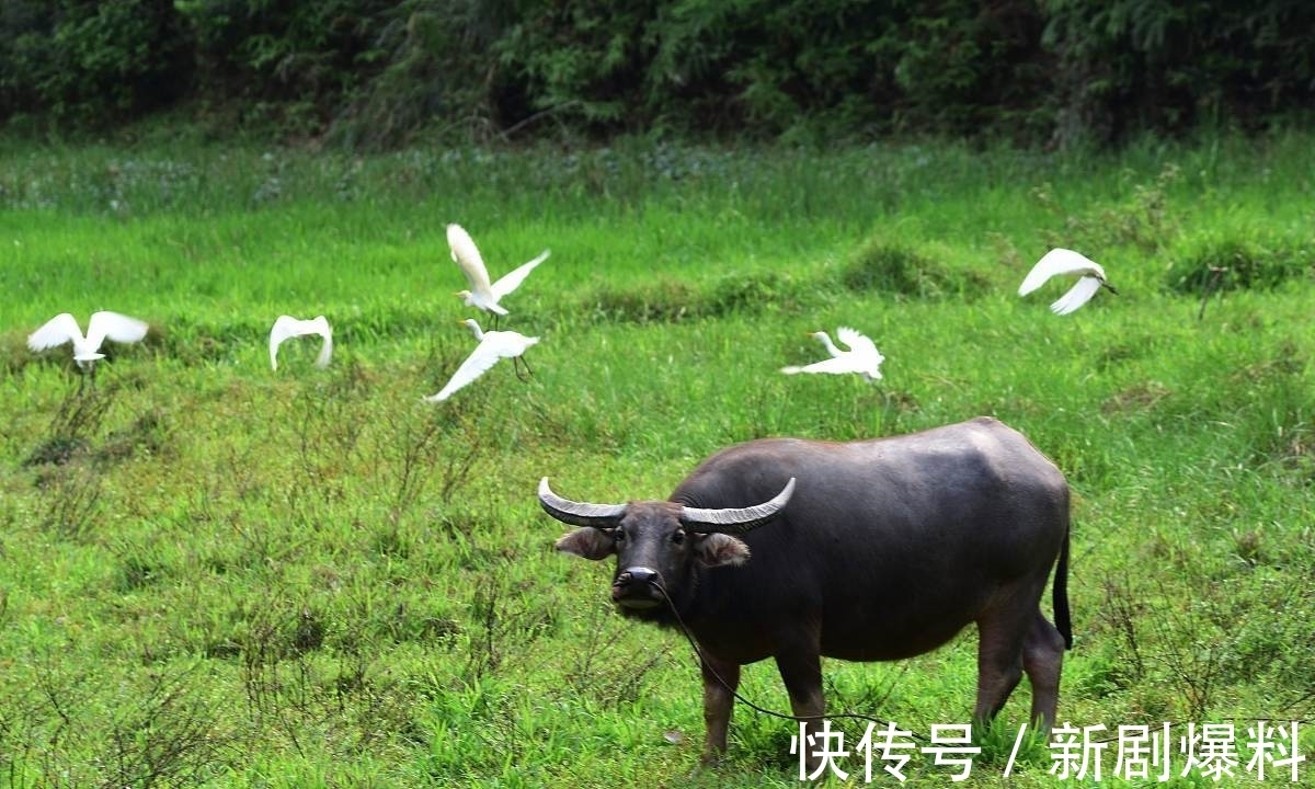 郑玉玲|白露诗词:人间最美是白露,祝君岁岁长安康