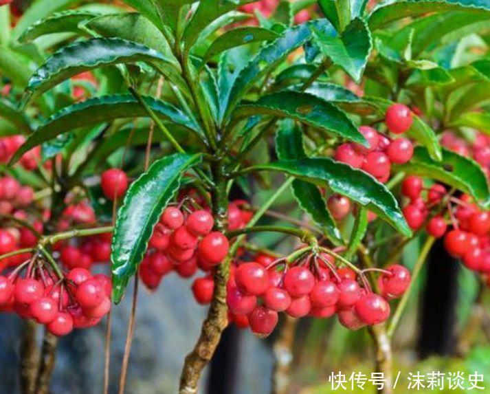 养花试试这几款,花开繁盛花香怡人,养盆放阳台美极了