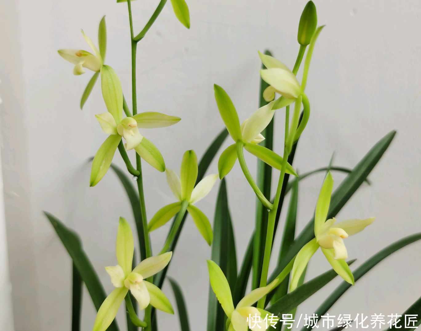 植料|浇水是门学问,有的人隔三差五勤浇水,兰花最后还是被干死