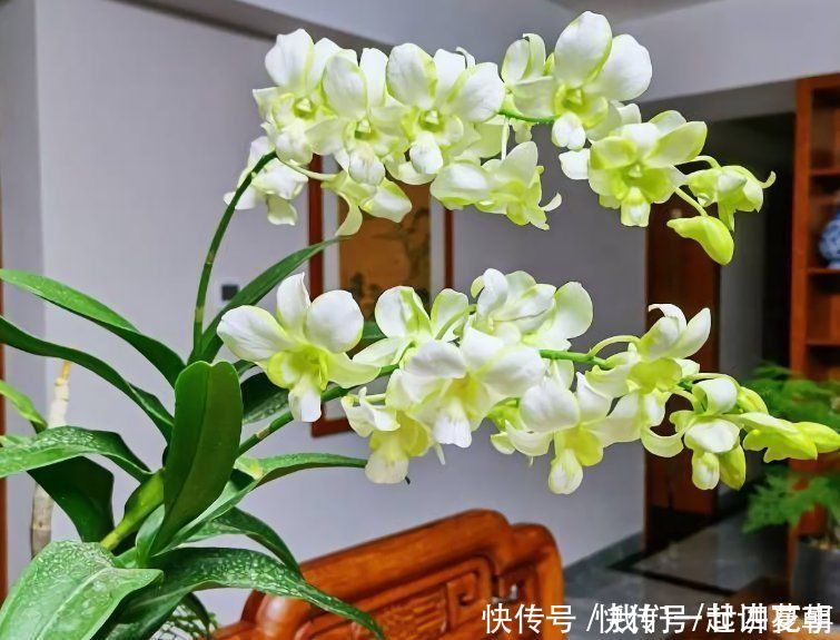 4种花别用土养,一浇水就烂根,最后1种很神奇,倒挂空中也开花