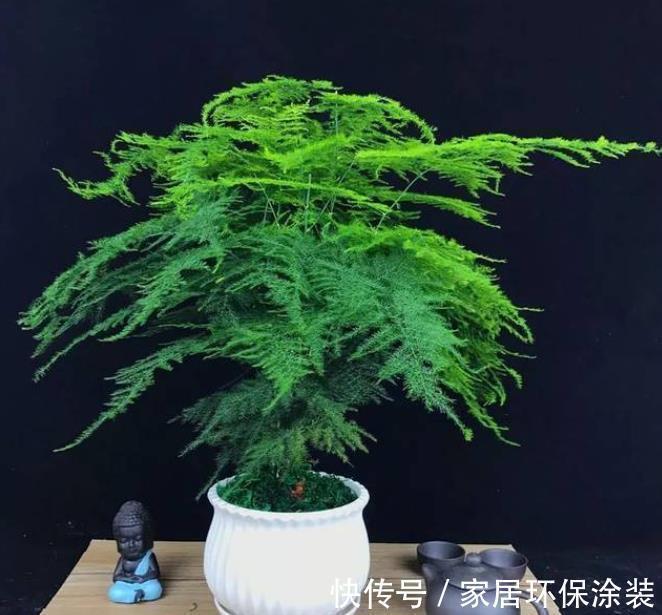 4种适合客厅养植的竹子,清秀文雅,尽显文人气息,还能清新空气