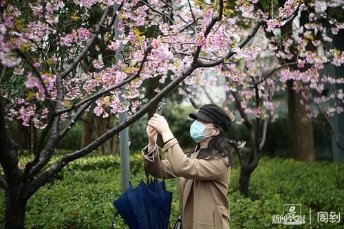 晨镜头|雨打樱花，花衬雨，雨中樱花别样美！内附保姆级拍花攻略→ |晨镜头\＂,\＂i12\＂:\＂雨打樱花，花衬雨，雨中樱花别样美！内附保姆级拍花攻略→