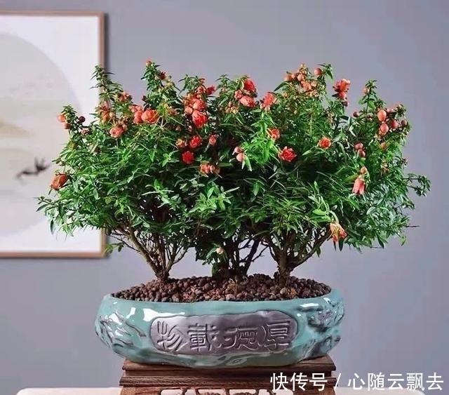 快过年了,6种“招财树”不能少,家里养几棵,招福又招财