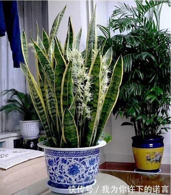 浇水|勤快的人,这5种花还是不要养了!它们只适合懒人养,一养就活!