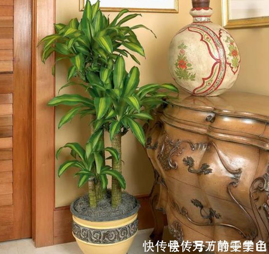 盆栽花都怕“碱性”,养花学会2个技巧,土壤呈酸性,叶绿开花多