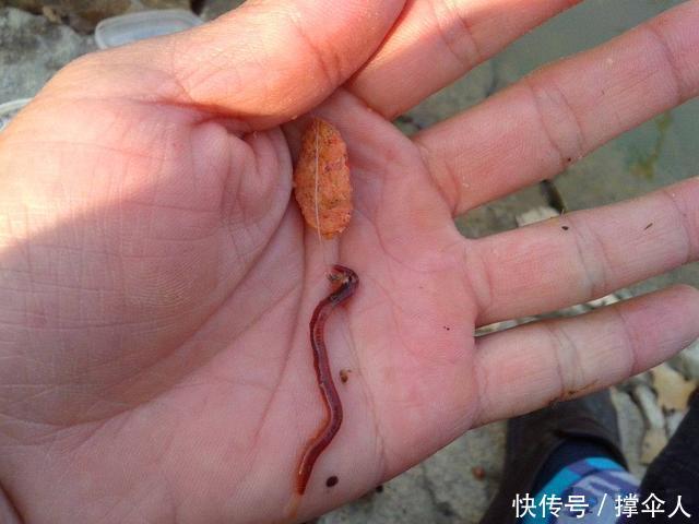 技巧|冬季传统钓更有优势?三个技巧用上真的比台钓渔获更多--皇禾钓具