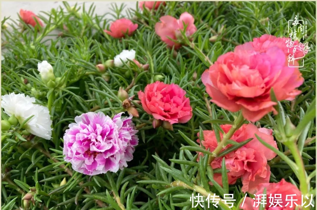 遇见即美,花事未荼蘼!种一桌子多肉,看花开花落!