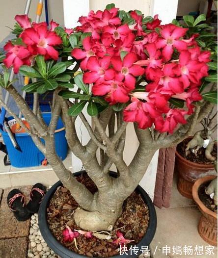 爆花|6种花需穷养,不花钱不用管,丢在一旁不浇水,肥硕又爆花