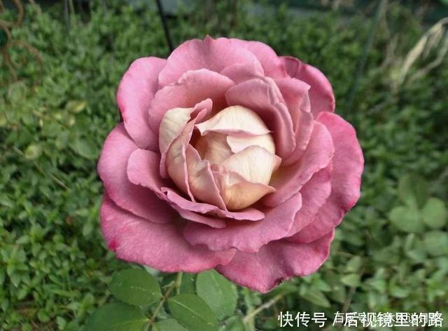 20款紫色月季品种。浓香、抗病非常好养,天然紫色唯美盛开