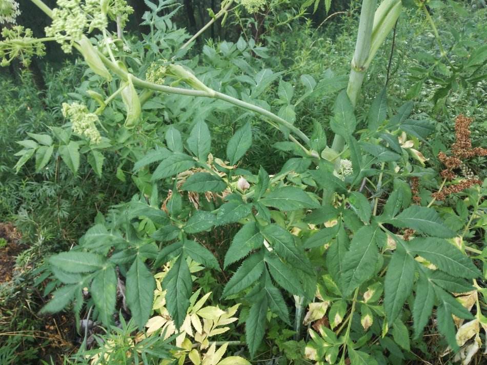 毒芹素|农村生长的这种多年生草本植物，全株有毒，却有治疗骨髓炎的功效