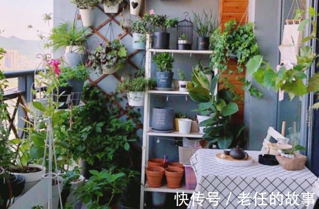 养花|花农养花为啥成本这么低学会用小苏打,几十盆都花不了2块钱