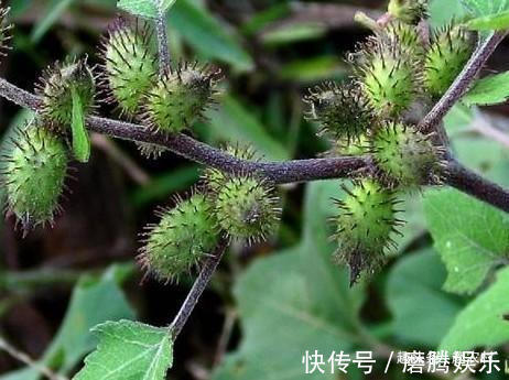 蛇莓|小时候常见又叫不上名的植物，终于知道叫啥了，太全了