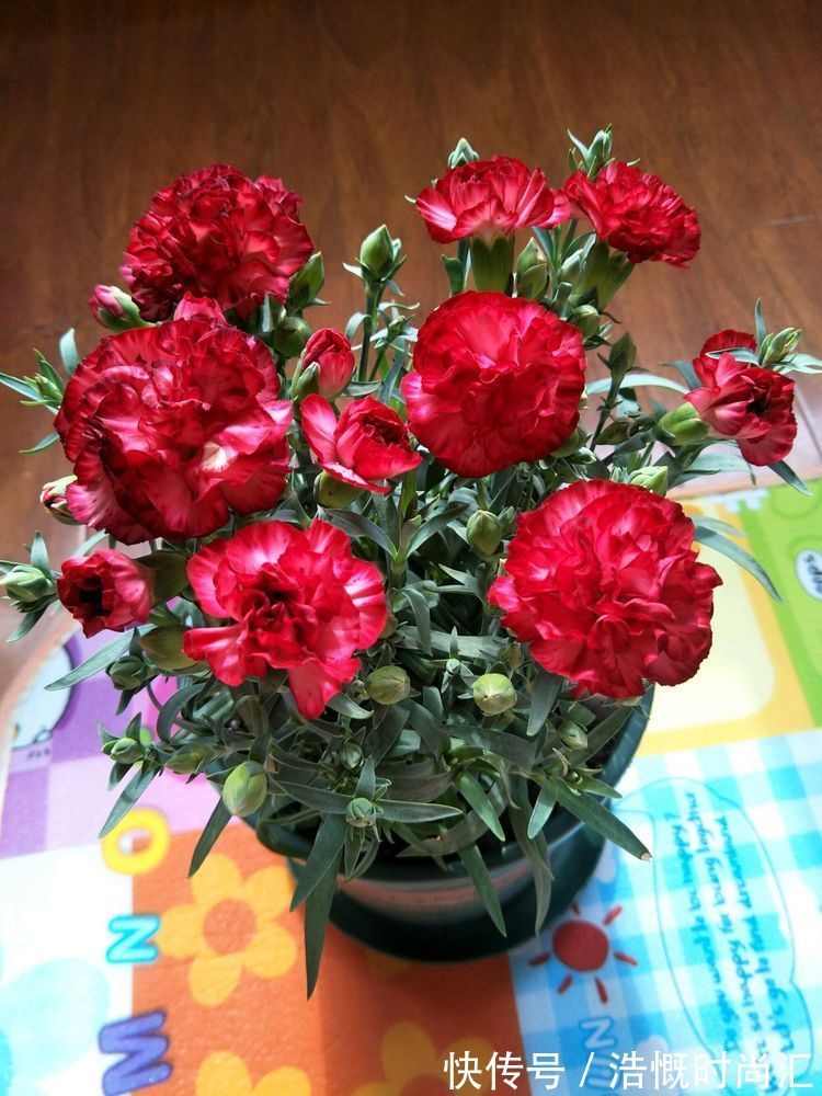 喜欢养菊,不妨养“稀有菊花”菊渊雅韵,似美人起舞,灵动飘逸