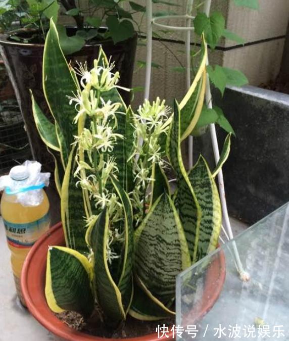 薄荷花|卫生间、浴室异味大咋办别再喷洒香水遮掩，放上它们就够了