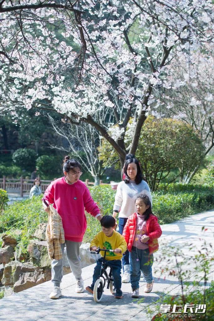 太美了！橘子洲上鲜花盛开！还有松雅湖、望月公园…错过再等一年！（大量美图）