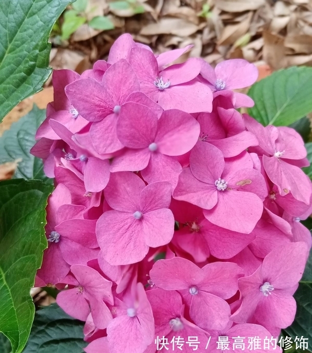 农历9月初9寒露后,养什么花?以下3种花,大吉大利喜气盈盈