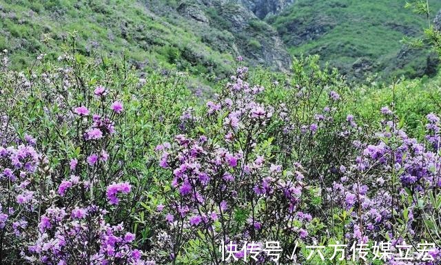 杜鹃花|青海夏季的山坡是这么的美丽，杜鹃花是最好的花