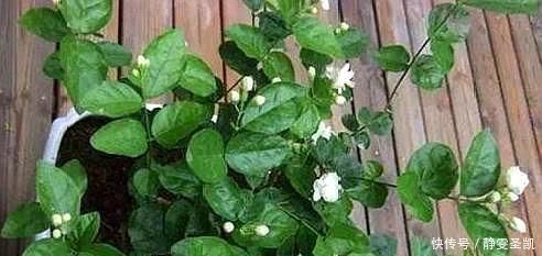 茉莉花刚萌芽,做好这些事,株型变漂亮,新芽出的多,开花一整年