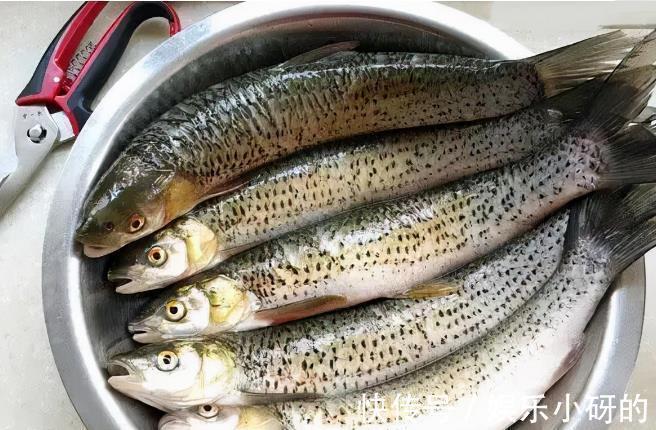 价值48元1斤的鳡鱼,养殖户都不敢养的鱼,为何成为钓手的最爱?