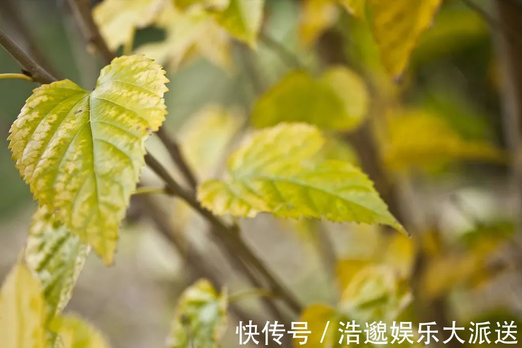 丹溪心法|桑叶是个宝，霜打的桑叶为神仙草！如何吃，功效最佳