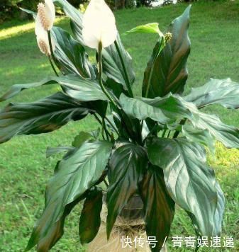 植物扦插不用土,一点点水就可以,告诉你具体“水插”方法