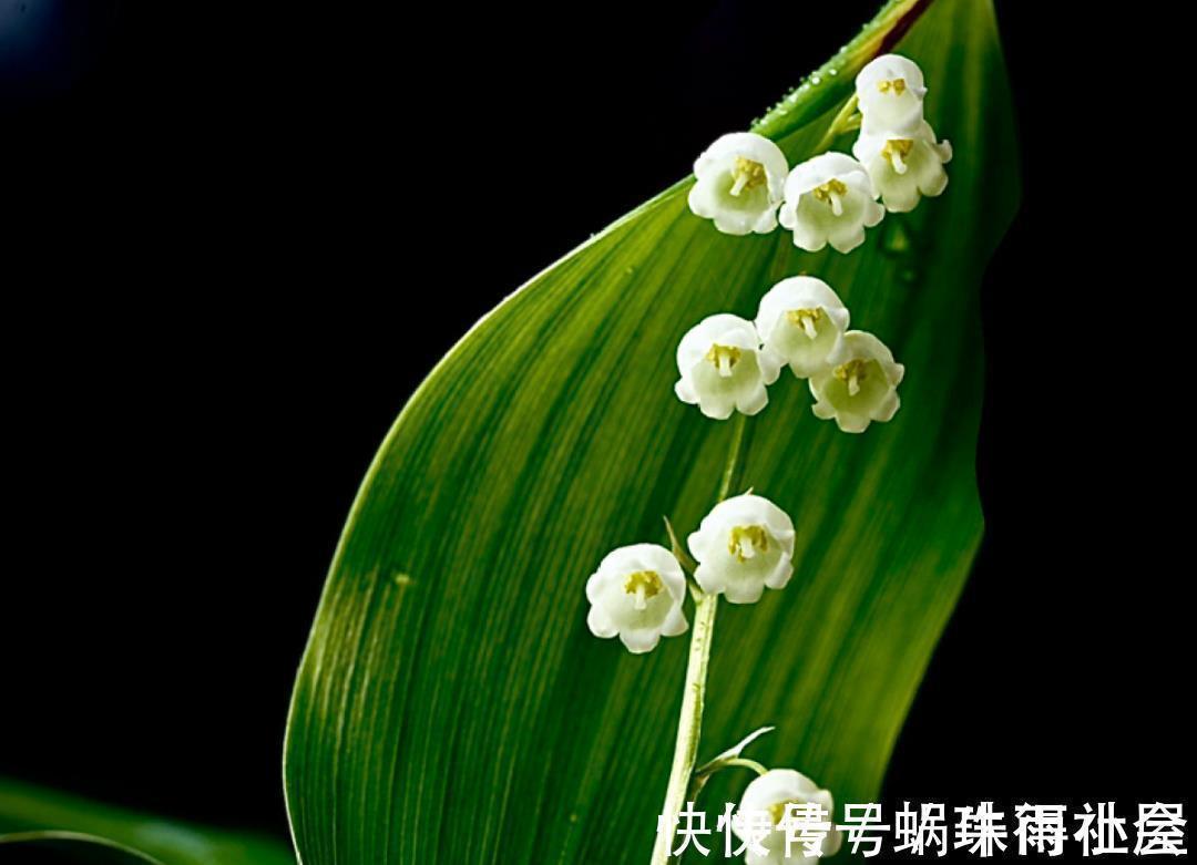 君子兰|30℃以上,10种花就先别养了,买一盆死一盆,别怪我没提醒你