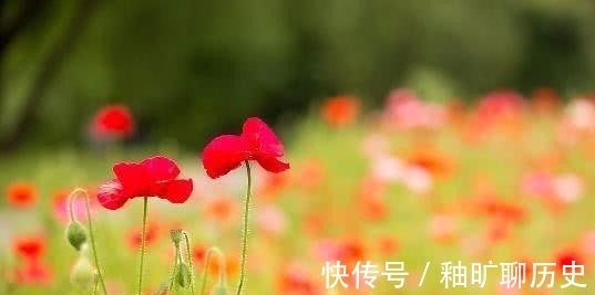 春泪|秦观最经典的一首诗,有情芍药含春泪,无力蔷薇卧晓枝!