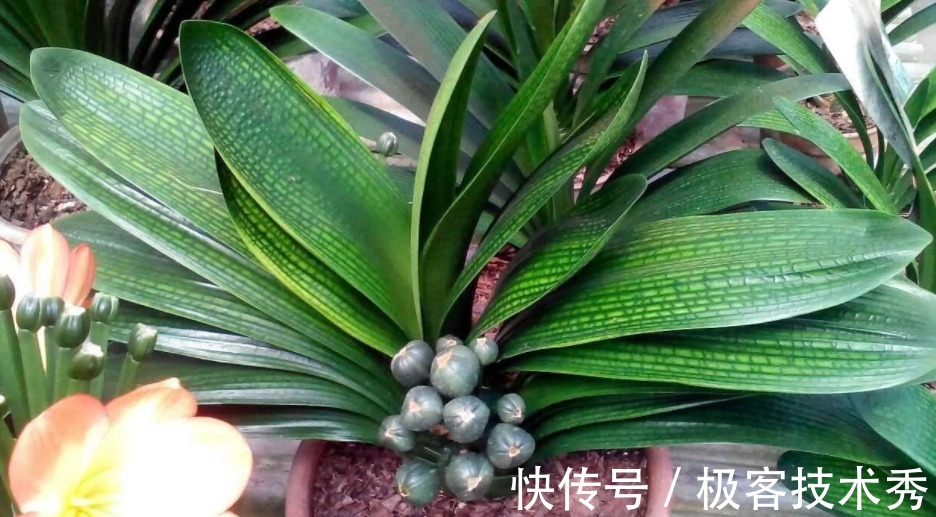 君子兰“夹箭”开花难看，该怎么办？从这些地方下手“抢救”吧