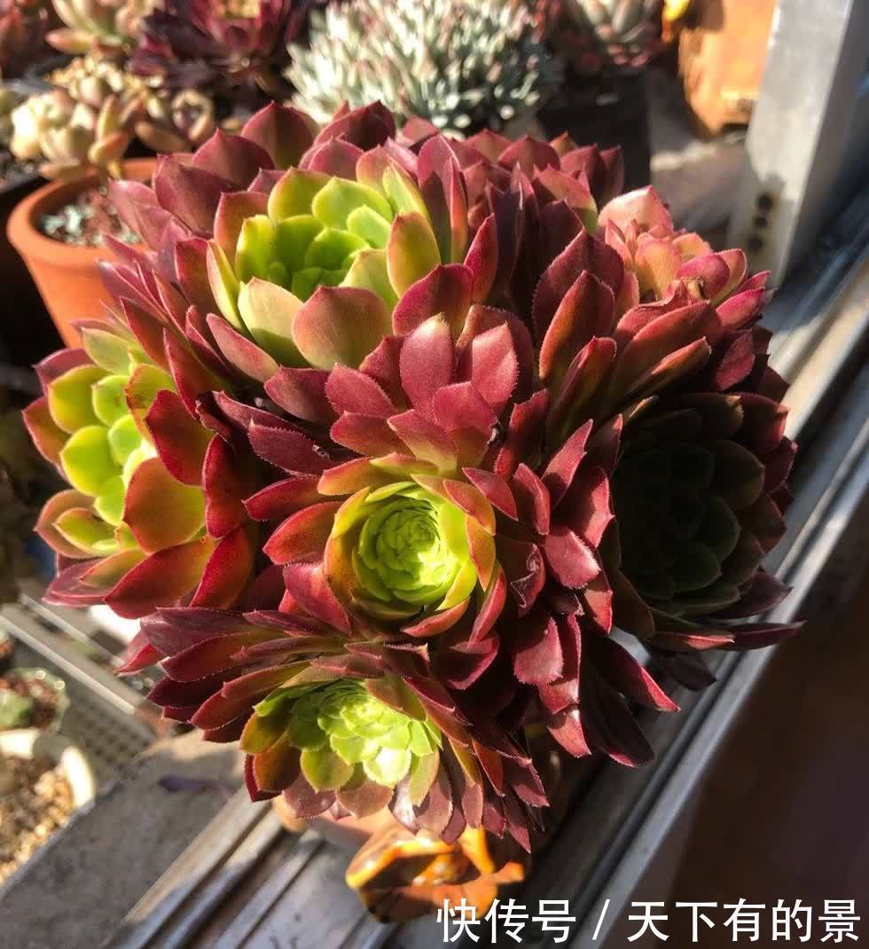 多肉法师这样养,壮实漂亮,个头更大,轻松养出多头