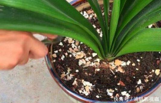 发酵|淘米水浇花“招虫子”多做1步,肥效提10倍,养啥旺啥